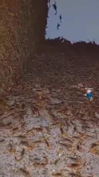 Abandoned house in Brazil became a scorpion nest