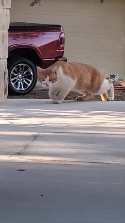 Making more progress with this feral