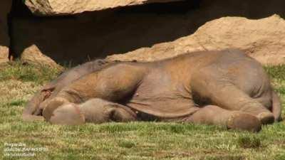 🔥 Mother elephant can't wake baby sound asleep, asks keepers for help