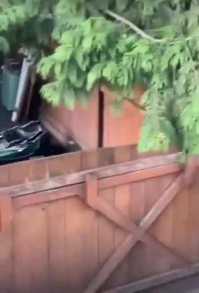 Hearing the treats box.