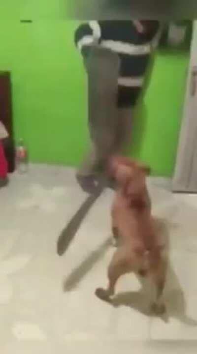 Spot, The Cutter Of Knees