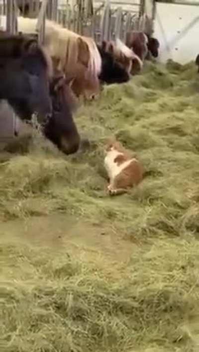 Не чавкай, бесишь!