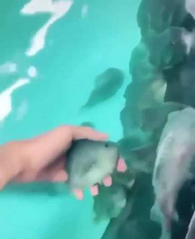 Very Beautiful, Very Powerful