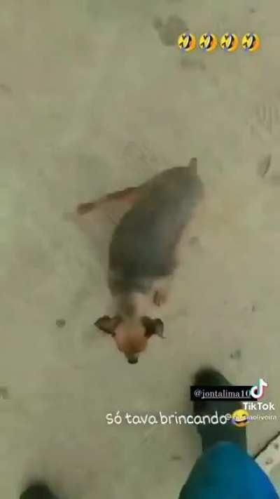O cachorro do muca