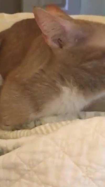 A rare sighting of the elusive brain cell