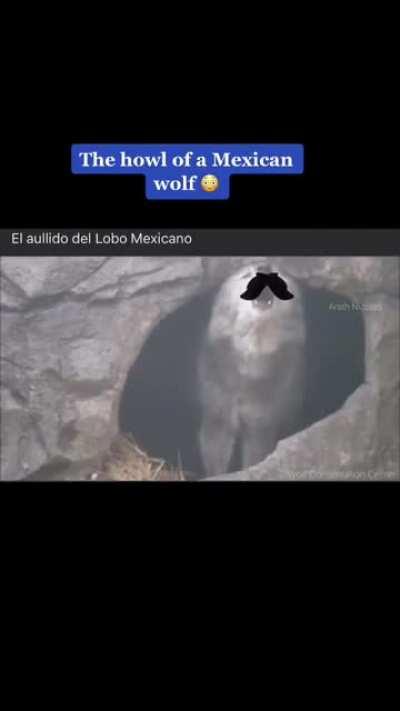 Mexican wolf 😎