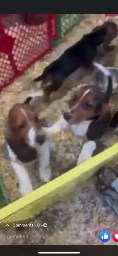 We are getting this little dude Tomorrow. Driving 3 hours but that is perfect fine. Mom’s been wanting one so I decided to go get him and surprise her with him. Does anyone know what his coloring would be considered? He is the one with heart on his butt w