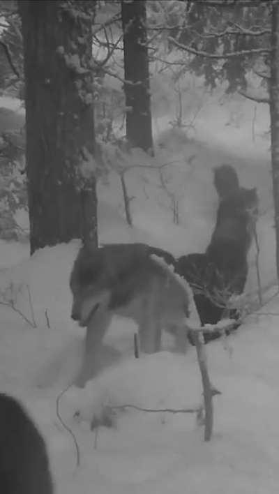 🔥A wolf pack passing by in Trabzon, Turkey. 