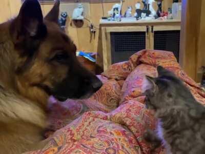 Tiny Smokey is Definitely not Afraid of Pi...