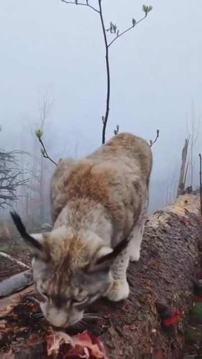 🔥 Wild lynx in the northern mountains of Germany.