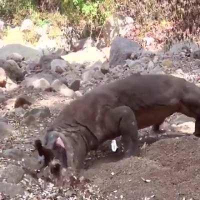 Komodo dragon swallows an entire goat