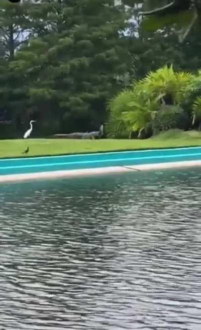 to have a bird as a snack