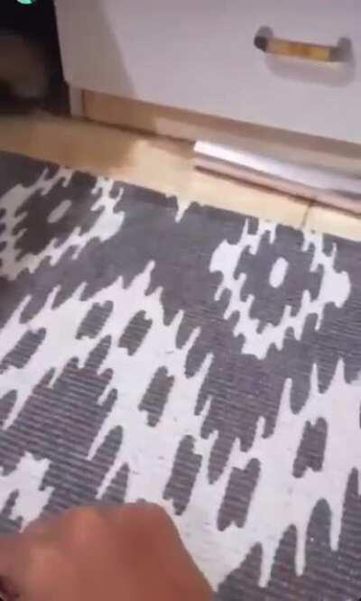 Hide and seek with hooman