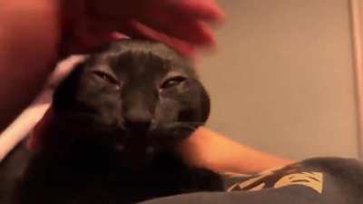 Liora reacts to pets