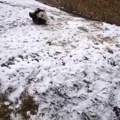 Derpy Panda rolling in the snow.