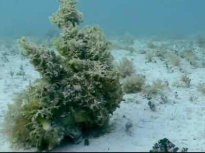 Let's play hide and seek together!