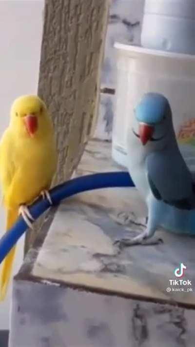 Papagaio???😳👉👈