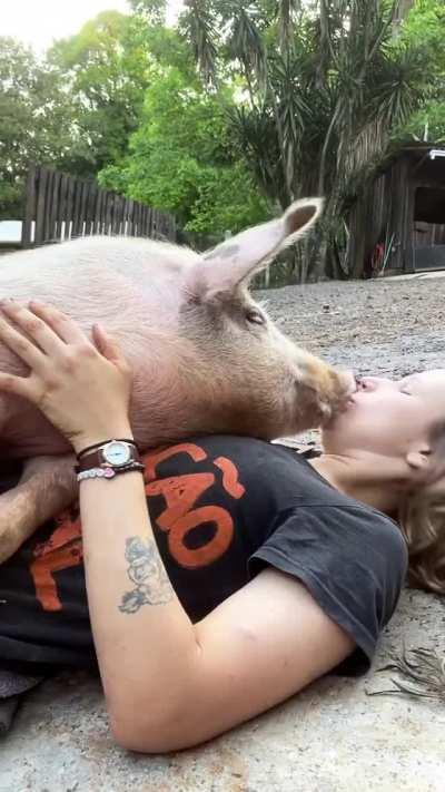 Pig kisses