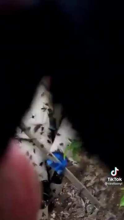 Oh hell no, to the no no nooo.