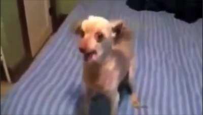 cachorro do tiba ai, Restart Restart Restart