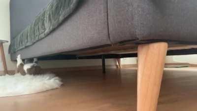 Spider-cat Spider-cat !!!!!