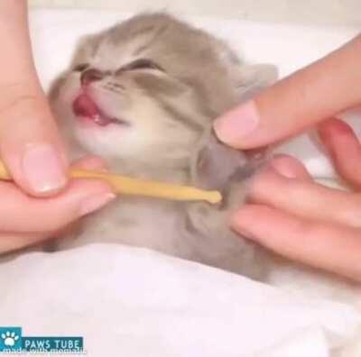 Gatito wideppeoHappy