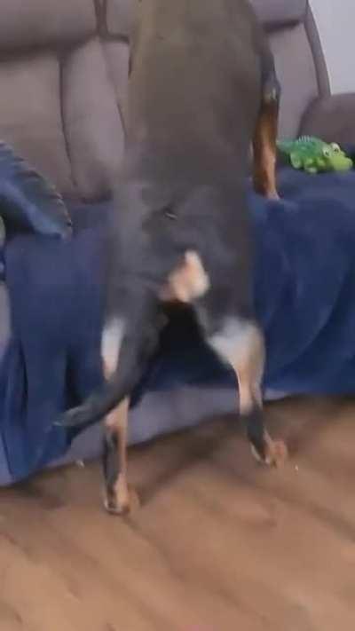 This kitty is mine now