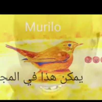 Murilo