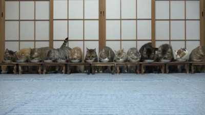 Cats surprised and escape while eating