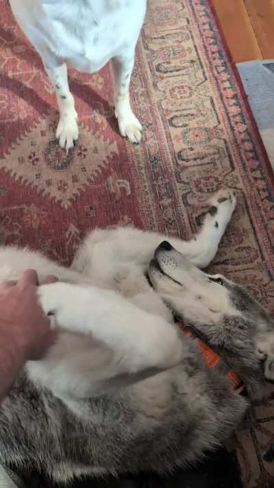 Oreo is a jealous fluffball