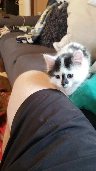 The prey never saw it coming!