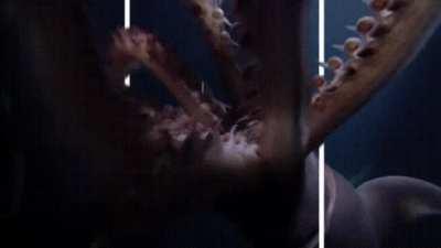 Ahhh cute dolphi...WTF! F! F! F!!!!!!!