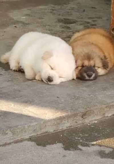 I saw two cute little dogs on the roadside