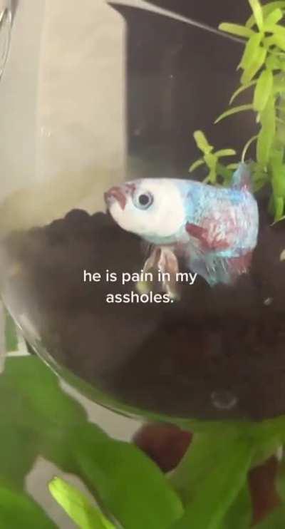 great success 👍🏼