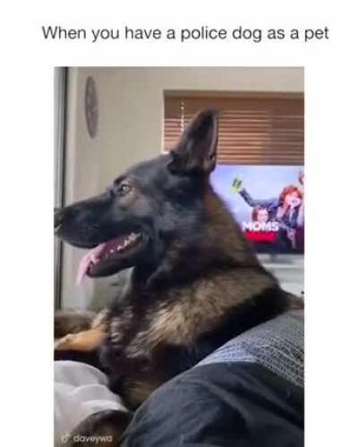 Doggo is always alert