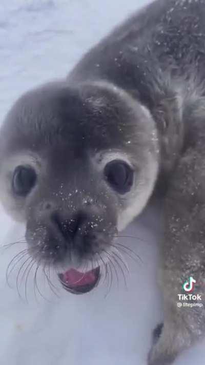 Furry little baby’s first words