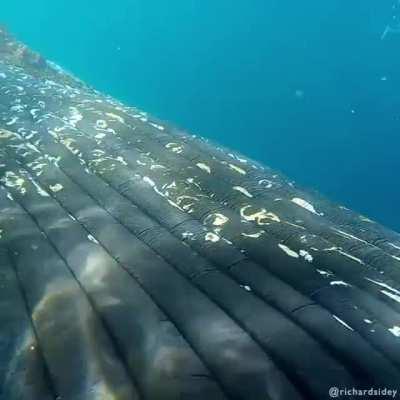 A close encounter with a curious humpback whale in Antartica. ©Richard Sidey