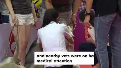 A dog fight breaks out at a dog show.