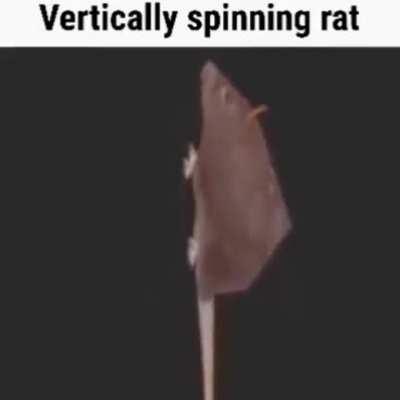 The Vertically spinning rat adds his blessings to your day.