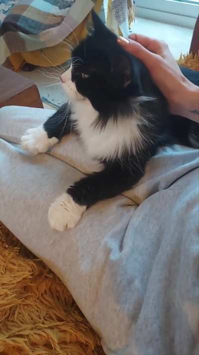 Molly kneads mummy part 3 : Big pretty paw paws