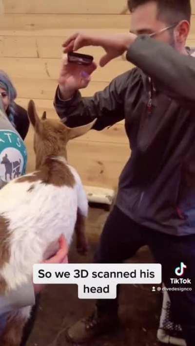 Our 3D-printed helmet for Bo the goat got lots of questions so here's a quick video!!