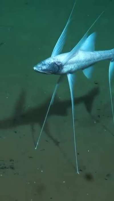 🔥 Bathypterois grallator.