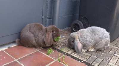 I love it when they try to steal from each other