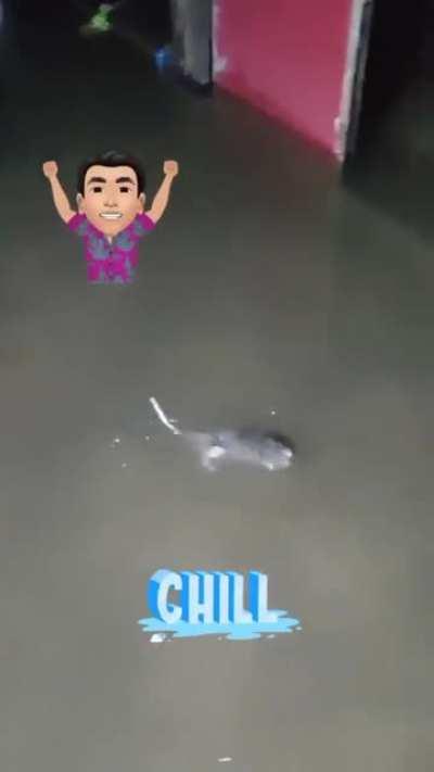Rat floating in a flooded room