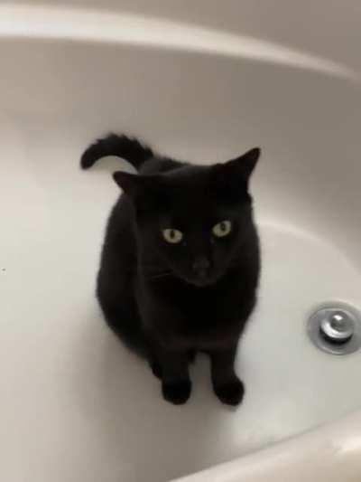 Turn on the water, hooman!!