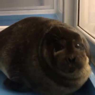 The squish on this seal pup