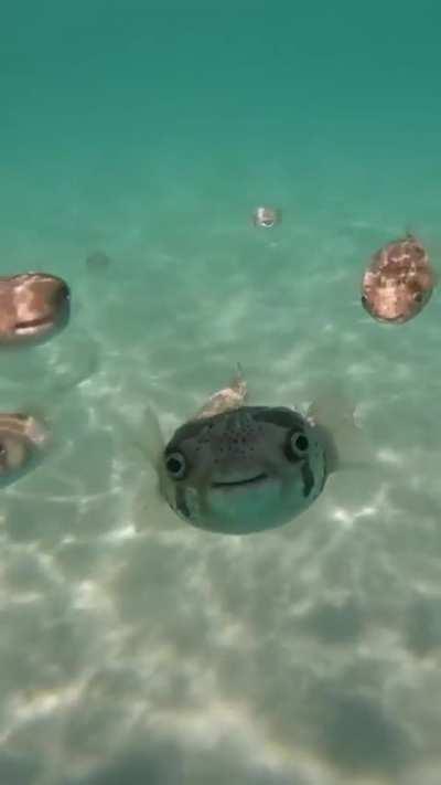 Dont be rude, say hello 👋🏽🐡🥺