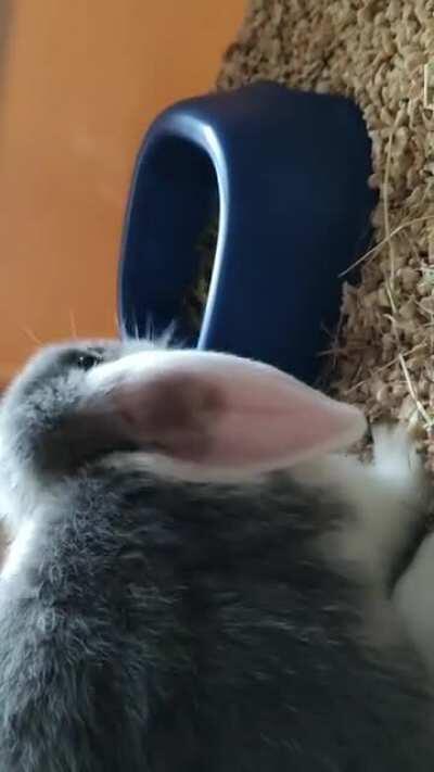 Got my first cutiepie! Say hello to Oreo Whitesugar!