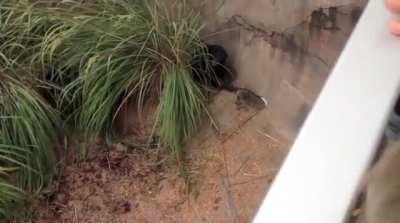 Raccoon finds itself in a chimpanzee enclosure, and gets tossed around like a rag doll by the entire troop