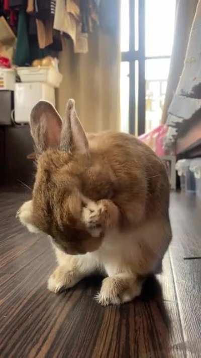 To stay handsome, he always checks his Appearance 🐰